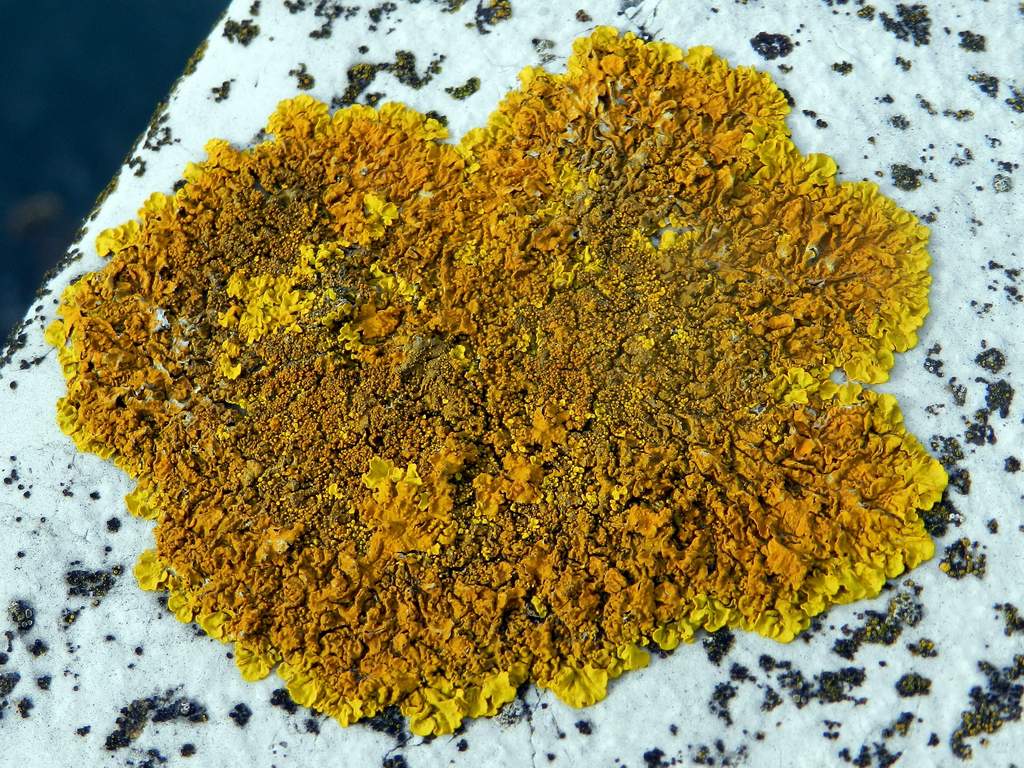 Xanthoria calcicola ?